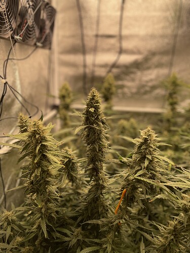Growreport Bild 6
