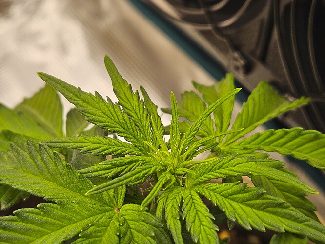 Growreport Bild 43