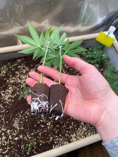 Growreport Bild 26