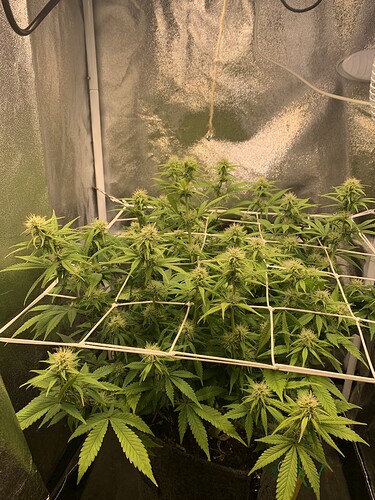 Growreport Bild 1