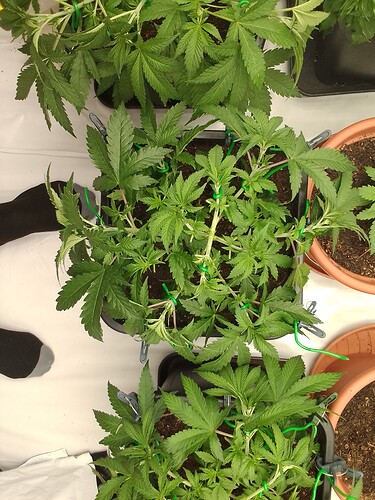 Growreport Bild 7