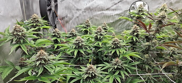 Growreport Bild 5