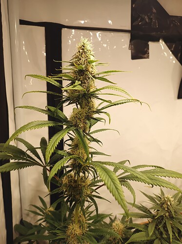 Growreport Bild 46