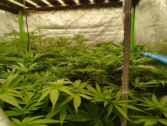 Mehrere junge Cannabispflanzen in einem Zelt, die von oben beleuchtet werden. Eine Messlatte zeigt die Höhe der Pflanzen an.