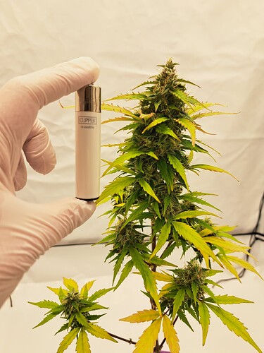 Growreport Bild 40