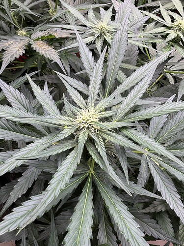 Growreport Bild 31