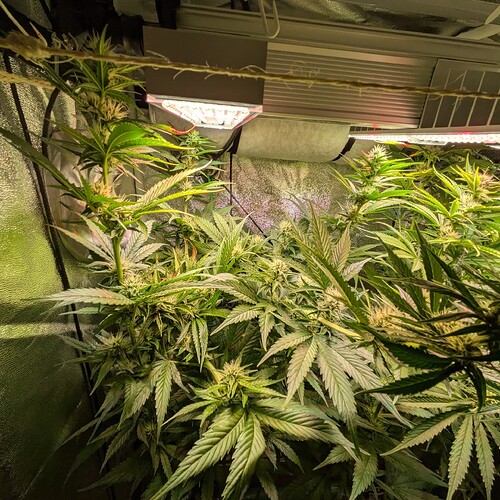 Growreport Bild 42