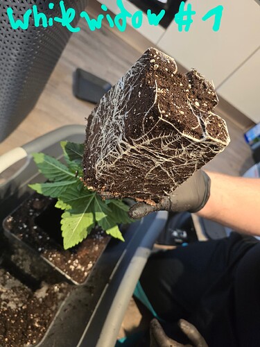 Growreport Bild 18
