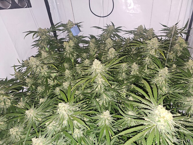 Growreport Bild 46