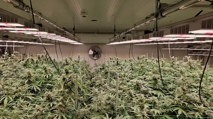 Cannabisclub in Hamburg: Urbs.ociety e. V.: In den nächsten Tagen steht die Ernte an. Mit 560 Cannabispflanzen können alle Mitglieder des Vereins versorgt werden: 15–50 Gramm im Monat.