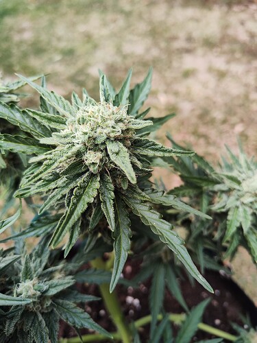 Growreport Bild 31
