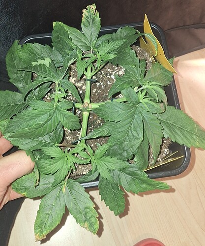Growreport Bild 3