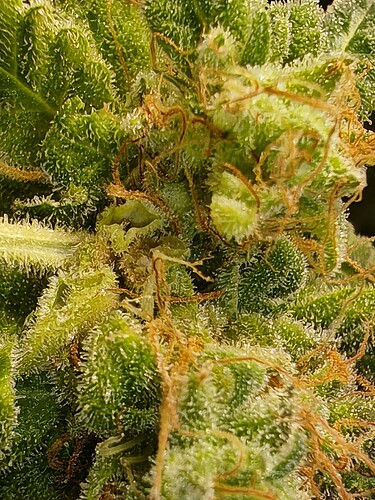 Growreport Bild 19