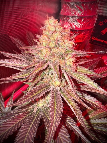 Growreport Bild 6