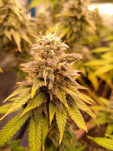Growreport Bild 3