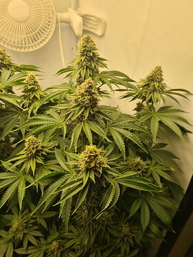 Growreport Bild 3