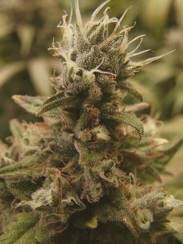 Growreport Bild 5