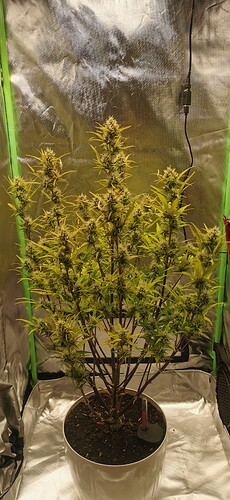 Growreport Bild 4