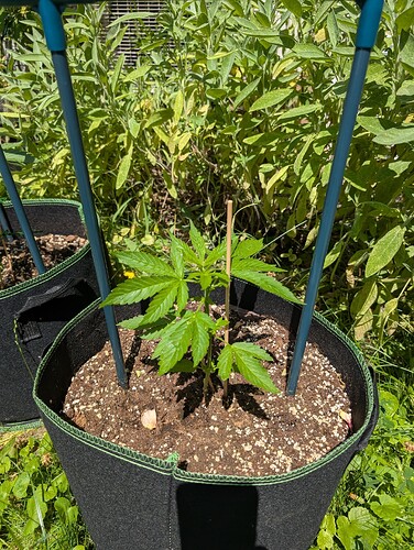 PXL_20250625_124526147