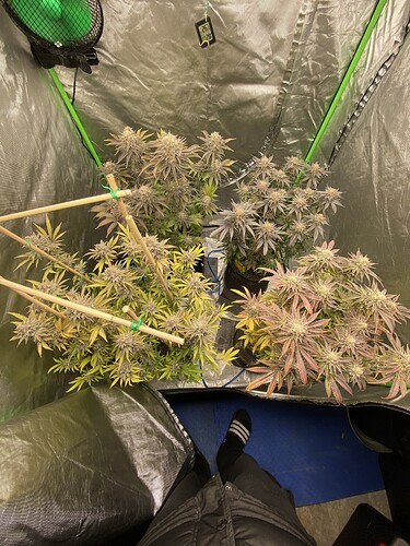 Growreport Bild 29