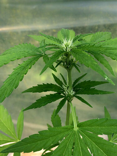 Grow26070820
