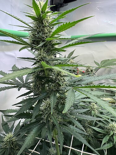 Growreport Bild 3