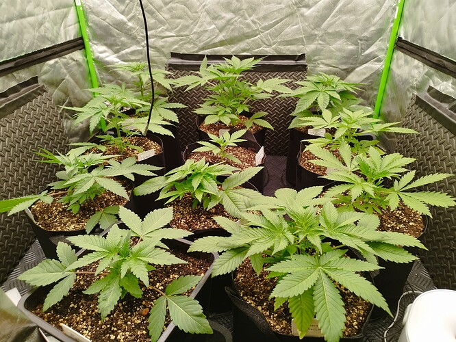 Mehrere junge Cannabispflanzen in einem Zelt, die sich im Wuchsstadium befinden.