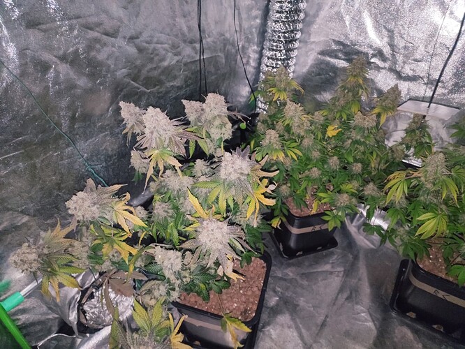 Growreport Bild 121