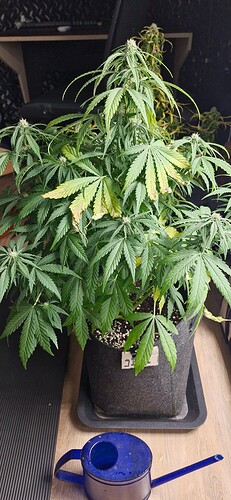 Growreport Bild 5