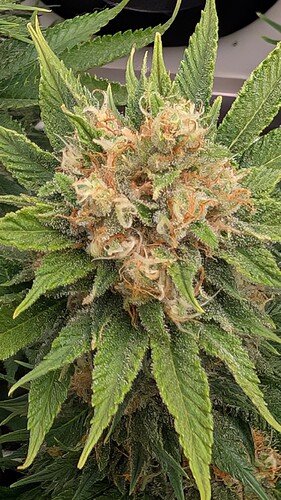 Growreport Bild 21