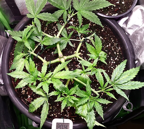 Growreport Bild 1