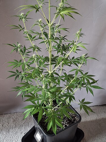 Growreport Bild 179