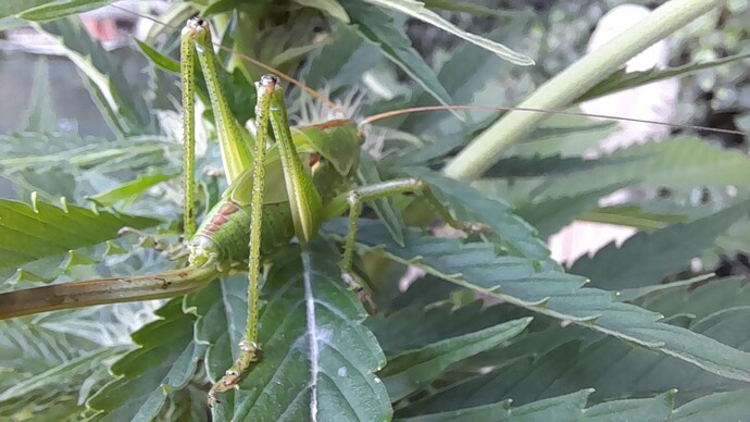 Growreport Bild 56