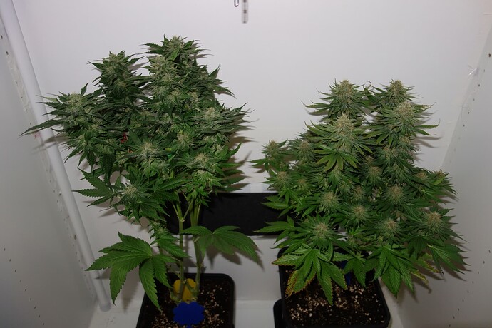 Growreport Bild 6