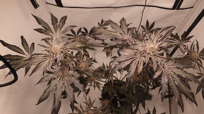 Growreport Bild 4
