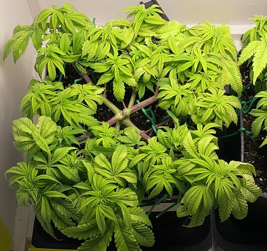 Growreport Bild 2