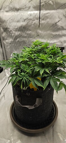 Growreport Bild 5