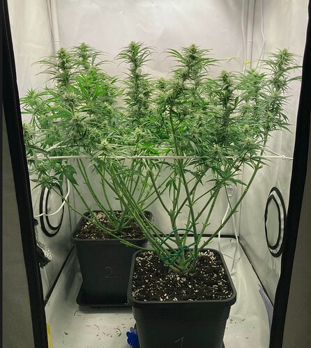 Growreport Bild 6