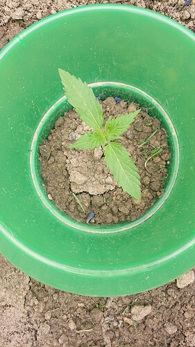 Growreport Bild 28