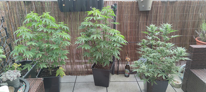 IMG_20260608_195433