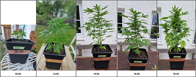 Growreport Bild 1