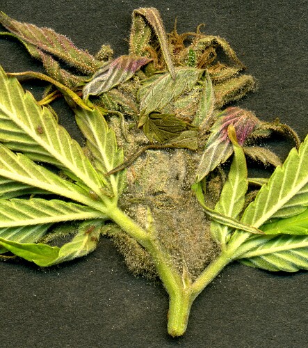 Growreport Bild 3