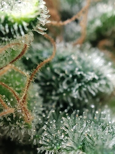 Growreport Bild 68