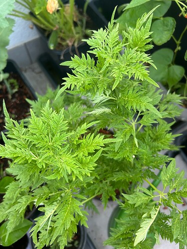Growreport Bild 12