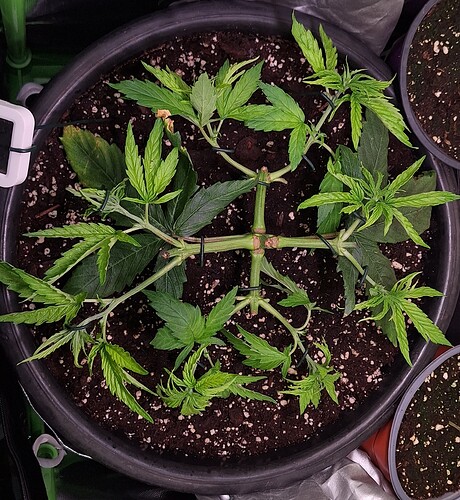 Growreport Bild 3