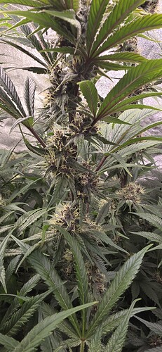 Growreport Bild 3