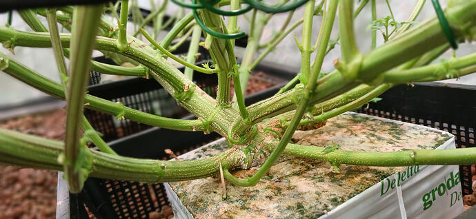 Growreport Bild 8