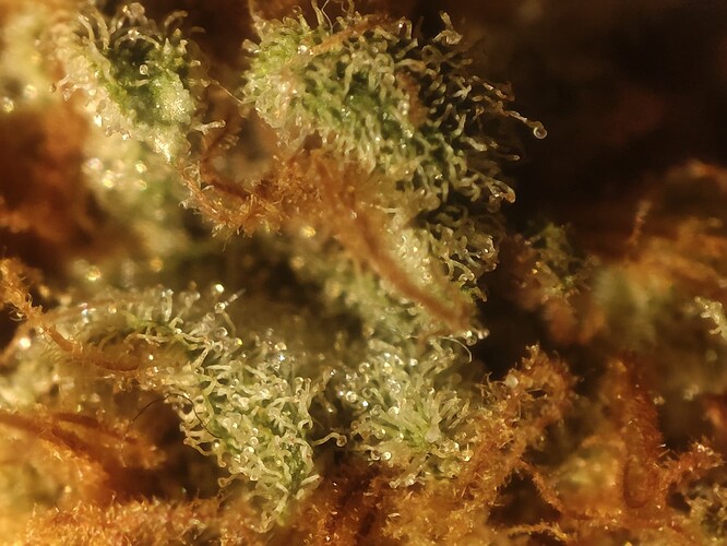 Growreport Bild 25