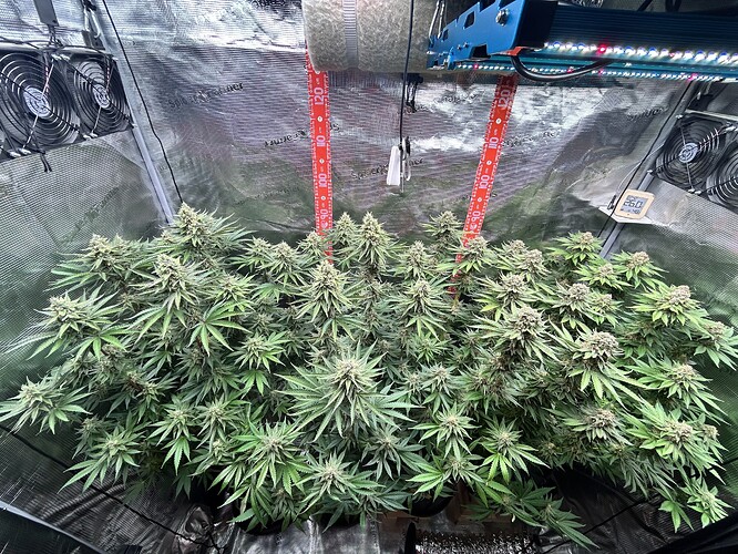 Mehrere blühende Cannabispflanzen in einem Growzelt mit reflektierenden Wänden, LED-Beleuchtung und Messskalen.