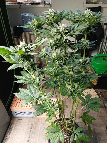 Growreport Bild 4